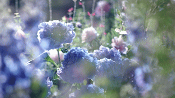 Blue Hydrangea Garden Animated Gif
