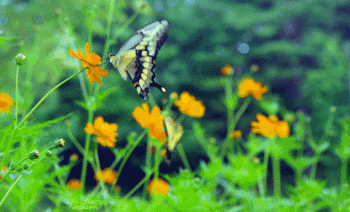 Butterfly Meadow Flowers Beautiful Animated Gif