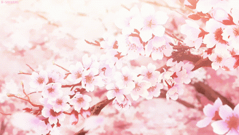 Cherry Blossoms Spring Nature Gif Cool