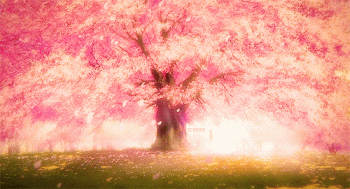 Cherry Blossoms Spring Nature Gif Cool Super