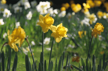 Daffodils Spring Nature Gif Cool