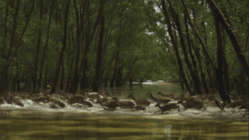 Deer Crossing Swamp Water Forest Beautiful Nature Animated Gif
