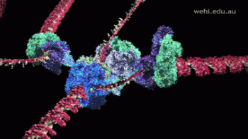 Dna Rna Chromosomes Double Helix Rotating Animated Gif Cool Gif Image Idea
