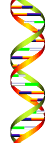 Dna Rna Double Helix Rotating Animation Cool Awesome