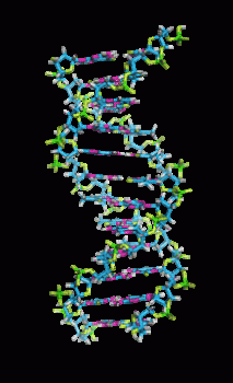 Dna Rna Double Helix Rotating Animation Cool Epic Image Download