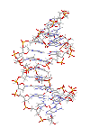 Dna Rna Double Helix Rotating Animation Cool Gif Download