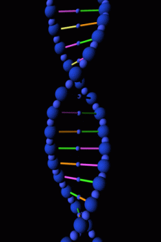 Dna Rna Double Helix Rotating Animation Cool Love