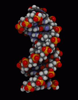 Dna Rna Double Helix Rotating Animation Nice Download