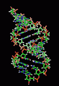 Dna Rna Double Helix Rotating Animation Super