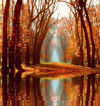 Fall Forest Scene Gif