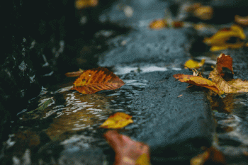 Fall Nature Animated Gif Hot Download High Quality Gif For Use