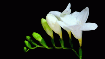 Flower Bloom Animated Gif Download High Quality Gif For Use