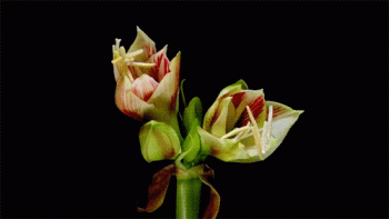 Flower Bloom Animated Gif Download High Quality Gif For Use Cool