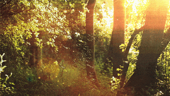 Forest Trees Animated Gif Hot