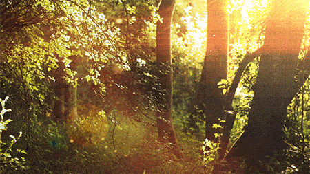 Forest Trees Animated Gif Hot - Download hd wallpapers
