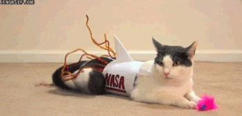 Funny Cat Rocket Gif Image