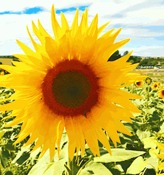 Large Yellow Sunflower Close Up Animated Gif