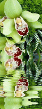 Orchid Flower Animated Gif