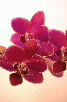 Orchid Flower Animated Gif Epic