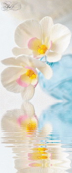 Orchid Flower Animated Gif Hot