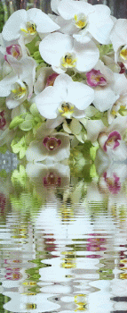 Orchid Flower Animated Gif Love