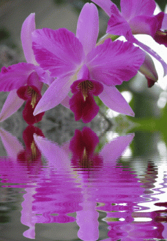 Orchid Flower Animated Gif Super