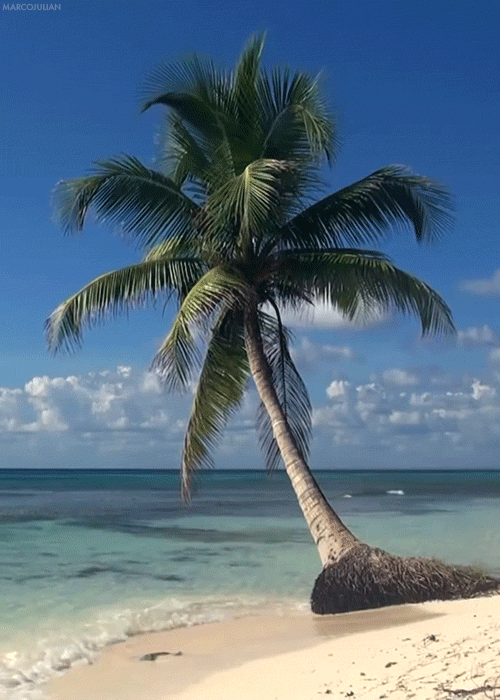 Palm Tree Animated Gif Cool - Download hd wallpapers