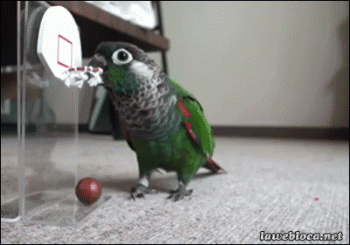 Parrot Dunks Basketball Funny Animated Gif
