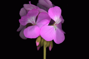 Pretty Pink Purple Small Violets Flowers Animated Gif