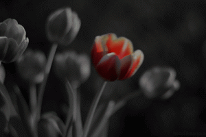 Pretty Red Tulip Swaying Art Animated Gif