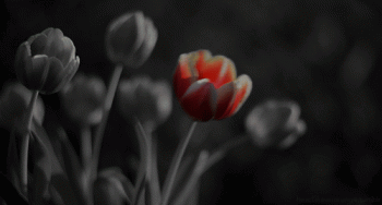 Pretty Red Tulip Swaying Art Animated Gif