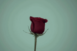 Rose Animated Gif Cool Awesome