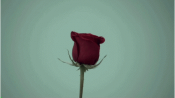 Rose Animated Gif Cool Awesome
