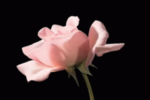 Rose Animated Gif Cool Hot