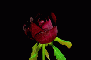 Rose Animated Gif Cool Love