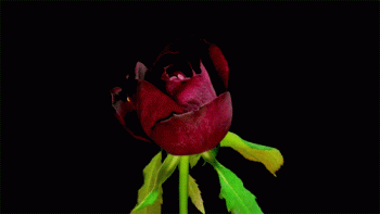 Rose Animated Gif Cool Love