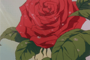 Rose Animated Gif Hot