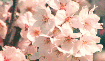 Spring Cherry Blossom Flowers Animated Gif