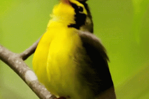 Spring Nature Gif Cool