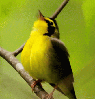 Spring Nature Gif Cool