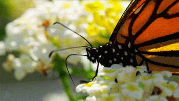 Spring Nature Gif Hot