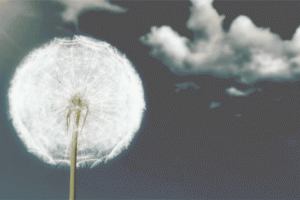 Spring Nature Gif Hot Epic