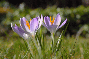 Spring Nature Gif Hot Nice