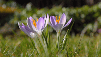 Spring Nature Gif Hot Nice