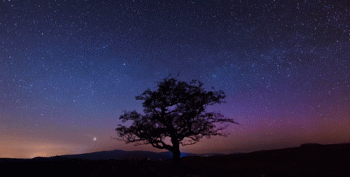 Starry Night Forest Nature Gif Epic