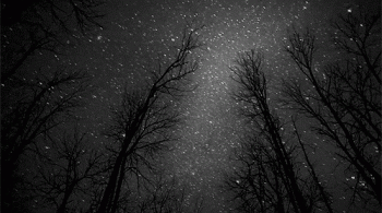 Starry Night Forest Nature Gif Hot
