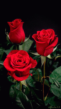 Three Red Roses Bouquet Moving Animated Gif