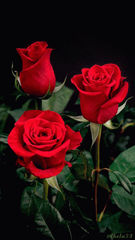 Three Red Roses Bouquet Moving Animated Gif - Download hd wallpapers