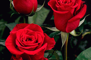 Three Red Roses Bouquet Moving Animated Gif
