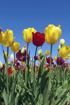 Tulips Spring Nature Gif Awesome